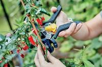 Rapid Tuintang GP 238 in in blister - thumbnail