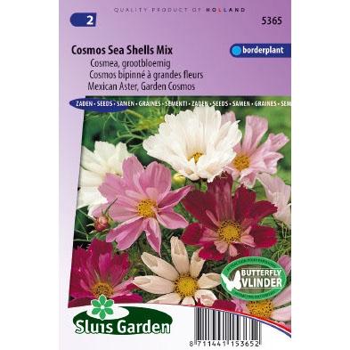 Cosmos Bipinnatus zaden Sea Shells cosmea Cosmos Bipinnatus zaden Sea Shells cosmea