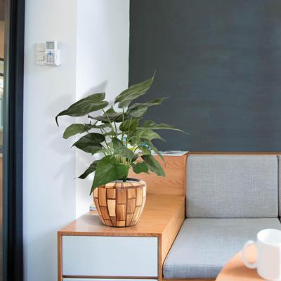 Alocasia Cucullata kunstplant 50cm Alocasia Cucullata kunstplant 50cm