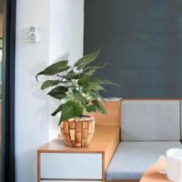 Alocasia Cucullata kunstplant 50cm - thumbnail