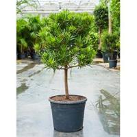 Podocarpus latifolius stam bonsai kamerplant - thumbnail