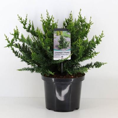 Chamaecyparis pis teddy bear 45 cm Conifeer Schijncipres Warentuin Natuurlijk - Warentuin natuurlijk