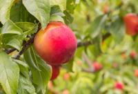 Patio pruimenboom - thumbnail