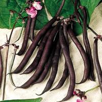 Zaden Stamslabonen Purple Queen 100g Tuinplus - Tuinplus - thumbnail