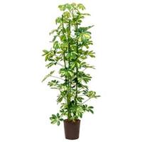 Schefflera gold capella 3pp hydrocultuur plant - thumbnail