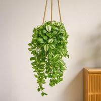 Tradescantia Yellow Hill - P 18 cm - thumbnail