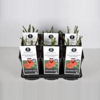 Trosroos (rosa "Red Leonardo da Vinci"®) - C3 - 1 stuks - thumbnail