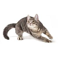 KATTOVIT Feline Niere Renal drink - Kattensnoepje - 135ml - thumbnail