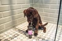 Animology Flea & Tick Shampoo - thumbnail