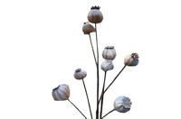 Bruine bollen Buitengewoon de Boet - Buitengewoon de boet - thumbnail