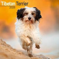 Tibetan Terrier Calendar 2026 Square Dog Breed Wall Calendar - 16 Month - thumbnail