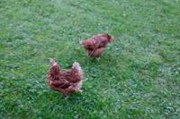 KERBL BESCHERMING NET - 60 MM MESH - 10 x 5 m - zwart - voor gevogelte - thumbnail