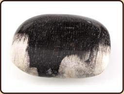 Zaksteen Fossiel Hout Zaksteen Fossiel Hout