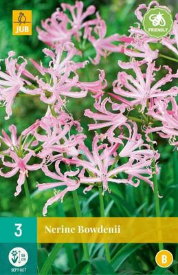 Nerine bowdenii 2st bloembol zomer JUB - Jub