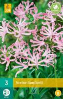 Nerine bowdenii 2st bloembol zomer JUB - Jub - thumbnail