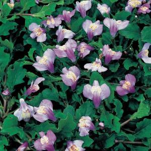 Blauwe mazus (Mazus reptans blue) moerasplant (6-stuks) Blauwe mazus (Mazus reptans blue) moerasplant (6-stuks)