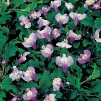 Blauwe mazus (Mazus reptans blue) moerasplant (6-stuks) - thumbnail