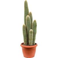 Vatricania cactus guentherii S kamerplant - thumbnail