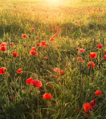 Komar Stefan Hefele; Komar Wanderlust Fotobehang Poppy World - SHX5-071