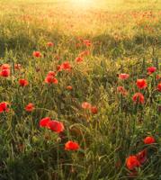 Komar Stefan Hefele; Komar Wanderlust Fotobehang Poppy World - SHX5-071 - thumbnail
