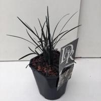 Slangenbaard (Ophiopogon planiscapus "Niger") siergras - thumbnail