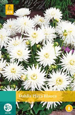 Dahlia Playa Blanca Bloembol JUB 1 bol - Jub
