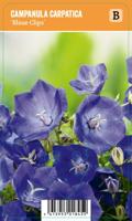Campanula carpatica Blaue Clips P9 - thumbnail