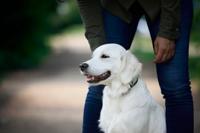 Voer Josera Medi/Maxi Adult Kip Rijst 12,5 Kg - thumbnail