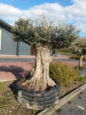 Reuze Olijfboom Olea 300 cm XXXL Olijfboom Warentuin Natuurlijk - Warentuin natuurlijk