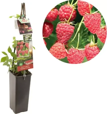 Zomerframboos (rubus idaeus "Malling Promise") fruitplanten - In 2 liter pot - 1 stuks