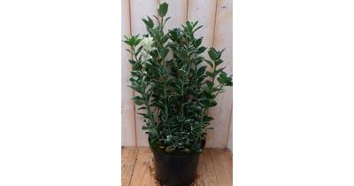 Kardinaalsmuts Euonymus witbont 80 cm Warentuin Natuurlijk - Warentuin natuurlijk