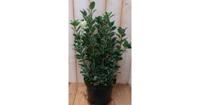 Kardinaalsmuts Euonymus witbont 80 cm Warentuin Natuurlijk - Warentuin natuurlijk - thumbnail