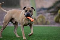 Jolly Bone L - thumbnail