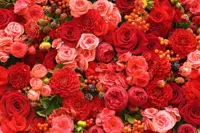 Alexsar Art Tuinschilderij rode rozen 70x50cm - thumbnail