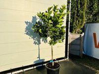 Citrusboom - Sinaasappelboom - thumbnail