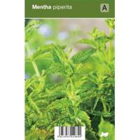 Pepermunt (mentha piperita) kruiden - 12 stuks - thumbnail