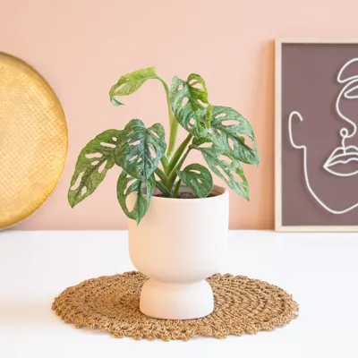 Monstera Adansonii Mint - Monkey Mask - P12