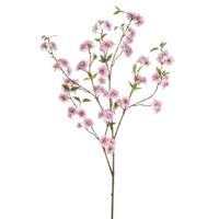 Apple blossom - thumbnail