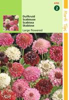 Zaden Scabiosa Duifkruid gemengd Hortitops - Hortitops - thumbnail