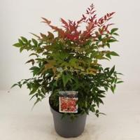 Hemelse bamboe (Nandina domestica “Obsessed”®) heester - 30-40 cm - 8 stuks - thumbnail