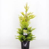 Cupressocyparis leyl gold rider 65 cm Conifeer Leylandcipres Warentuin Natuurlijk - Warentuin natuurlijk - thumbnail