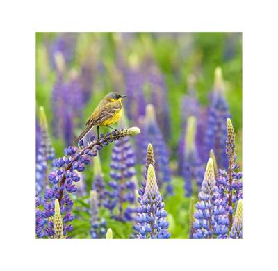 Anna's Collection tuinschilderij balkankwikstaart 58x58cm multi