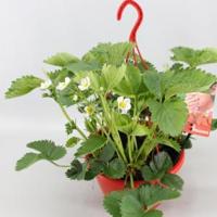 Aardbei (fragaria x ananassa "Tenira") fruitplanten - 6 stuks - thumbnail