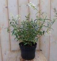 Vlinderstruik Buddleja Wit 55 cm Warentuin Natuurlijk - Warentuin natuurlijk - thumbnail