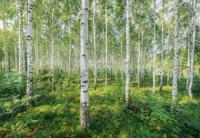 Komar Home; Komar Colours Fotobehang Sunny Day - 8-744 - thumbnail