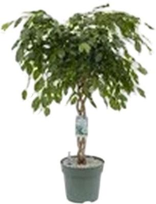 Ficus Adora - Exotica Twisted Stem Potmaat 27 H110-120 kamerplant Beautanic Lifestyle - Beautanic lifestyle