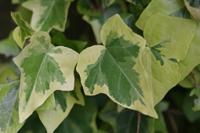 Klein bladige klimop - thumbnail