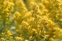 Guldenroede - thumbnail