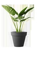 Elho: Pure Round Plantenbak 50 cm - Antraciet - thumbnail