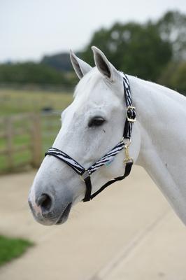 Bucas Dublin Zebra halster zwart/wit maat:pony